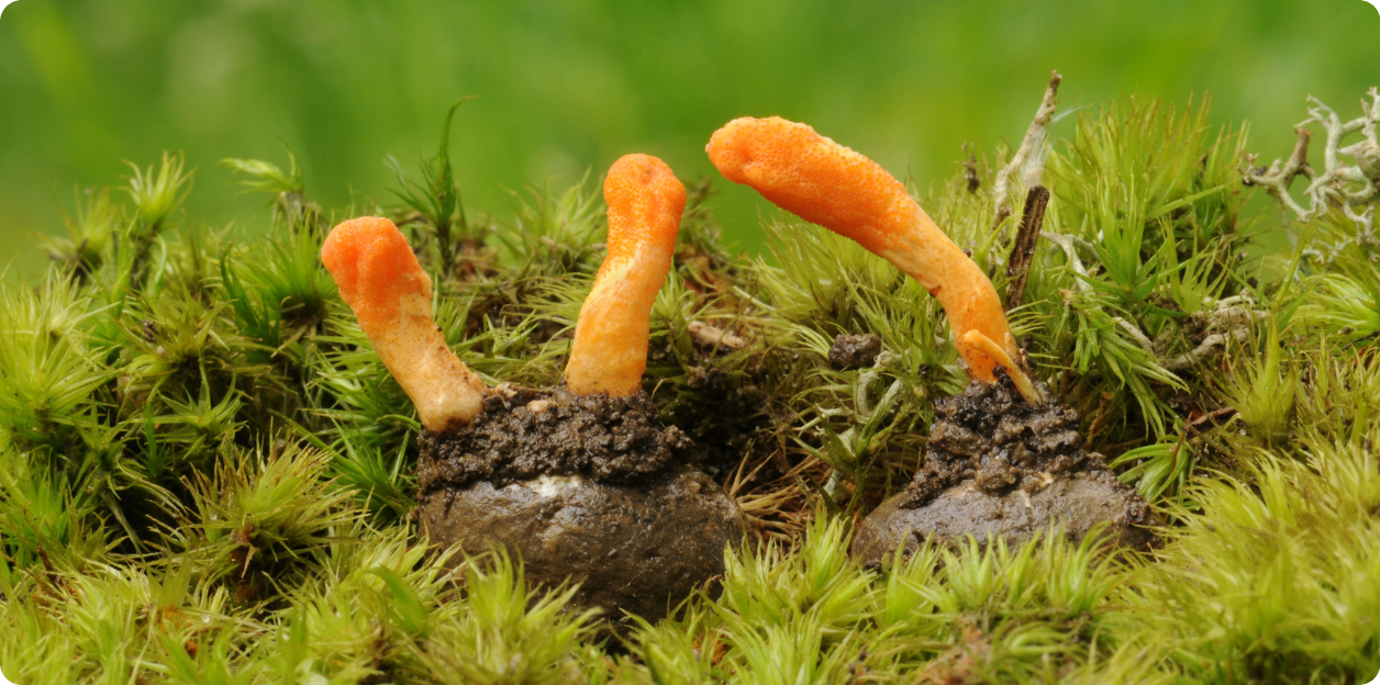 Cordyceps (1)